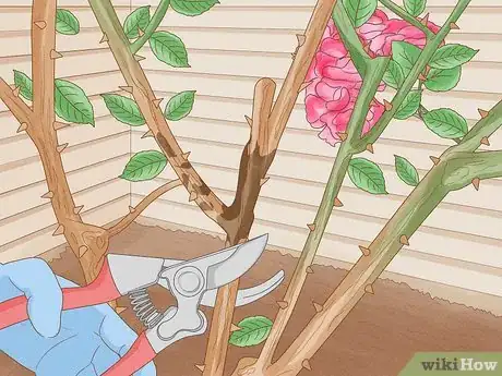 Imagen titulada Prune Drift Roses Step 9