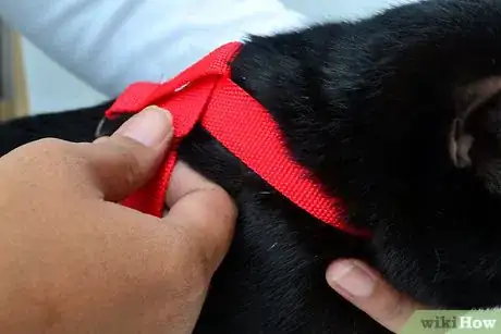 Imagen titulada Put on a Cat Harness Step 7