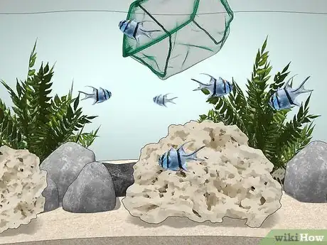 Imagen titulada Start a Saltwater Aquarium Step 35