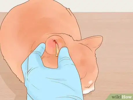Imagen titulada Treat Fight Wounds on a Cat Step 10
