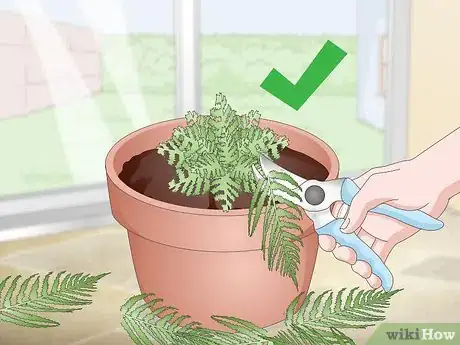 Imagen titulada Prune Ferns Step 10