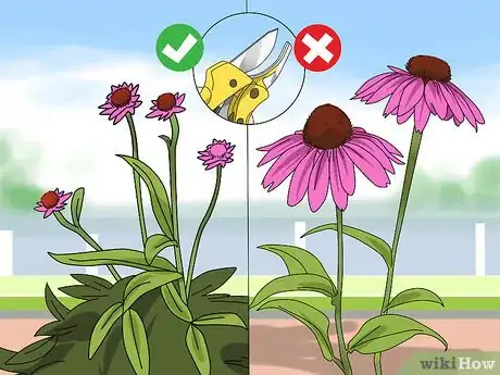 Imagen titulada Prune Coneflowers Step 10