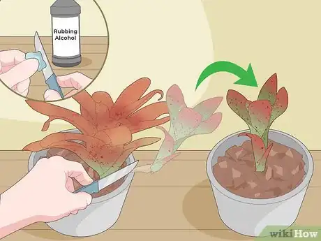 Imagen titulada Care for a Bromeliad Step 9