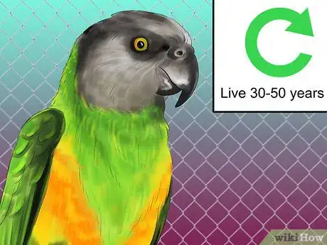 Imagen titulada Know if a Senegal Parrot Is Right for You Step 4