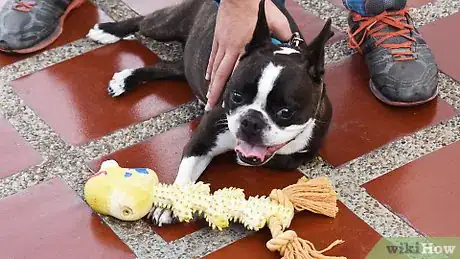 Imagen titulada Brush a Dog's Teeth Step 4