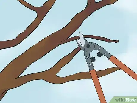 Imagen titulada Prune a Crepe Myrtle Step 7
