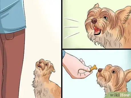 Imagen titulada Teach Your Dog to Speak Step 5