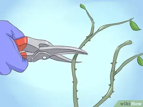 Imagen titulada Save a Dying Rose Bush Step 4