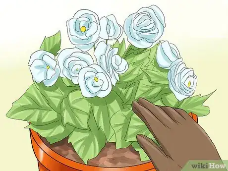 Imagen titulada Care for Indoor Cats Step 3