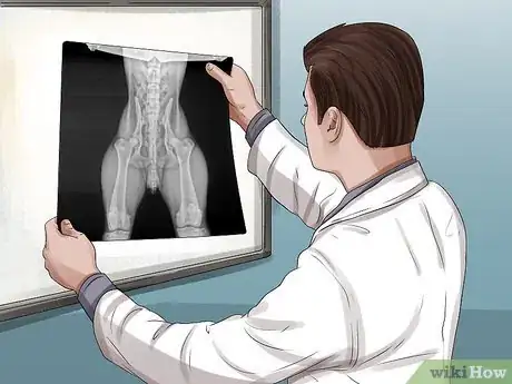 Imagen titulada Treat Pyometra in Dogs Step 2