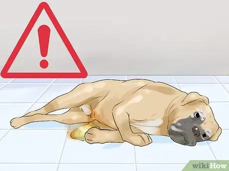 Imagen titulada Determine Whether to Diaper a Senior Dog Step 4