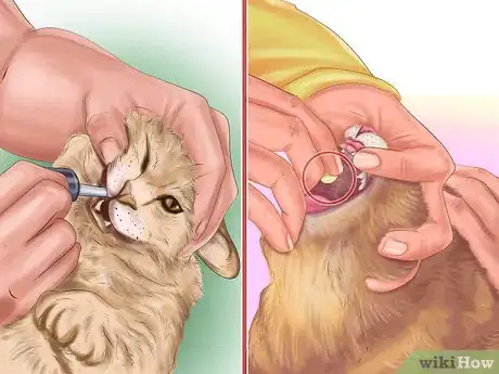 Imagen titulada Kill Fleas and Ticks on Cats Step 5