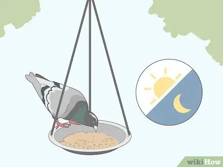 Imagen titulada Attract Pigeons Step 5