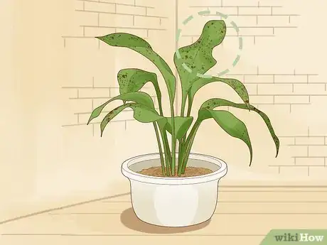 Imagen titulada Save an Overwatered Plant Step 2