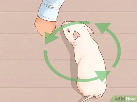 Imagen titulada Train a Pig Step 15