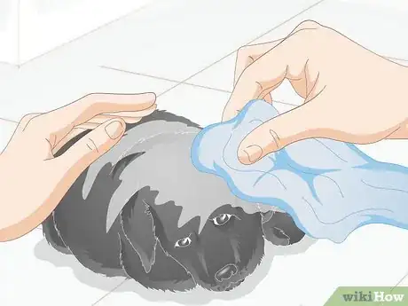 Imagen titulada Keep Newborn Puppies Warm and Clean Step 6