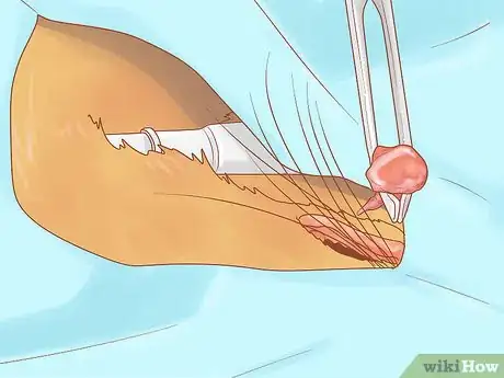 Imagen titulada Treat Fight Wounds on a Cat Step 11