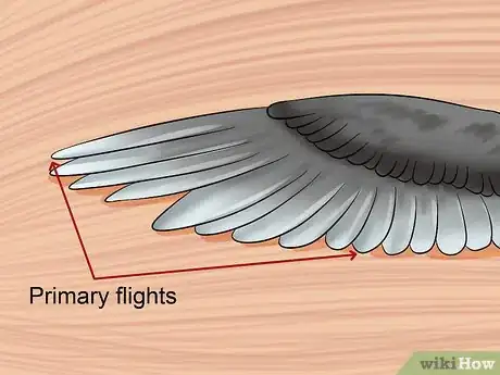 Imagen titulada Clip a Cockatiel's Flier Feathers Step 4
