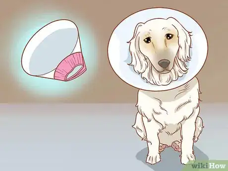 Imagen titulada Remove a Dog’s Skin Tags at Home Step 11