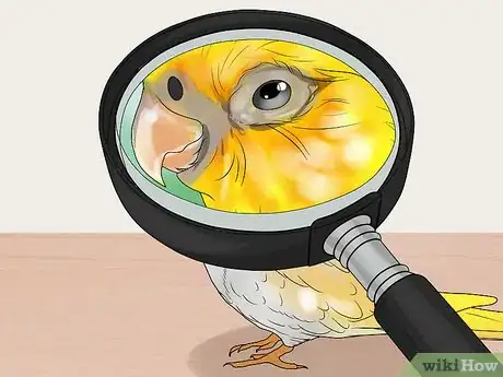 Imagen titulada Keep Multiple Cockatiels Step 12