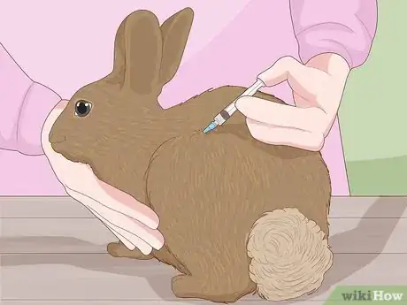 Imagen titulada Care for a New Pet Rabbit Step 21