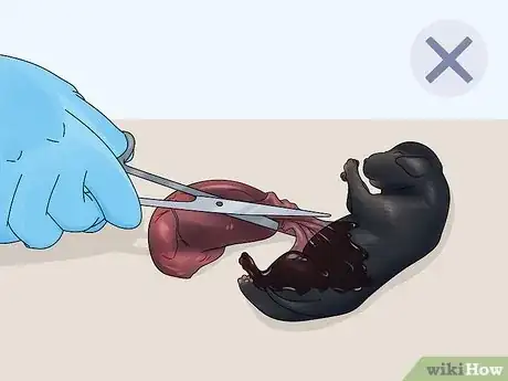Imagen titulada Care for Newborn Puppies Step 15