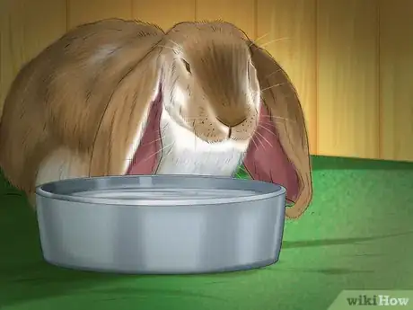 Imagen titulada Raise a Lop Eared Rabbit As a Pet Step 8