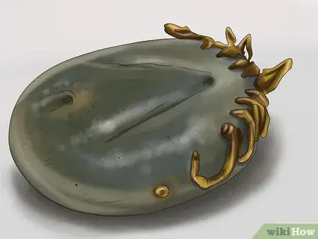 Imagen titulada Kill Fleas and Ticks on Cats Step 7