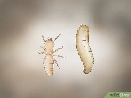 Imagen titulada Identify Termite Larvae Step 12