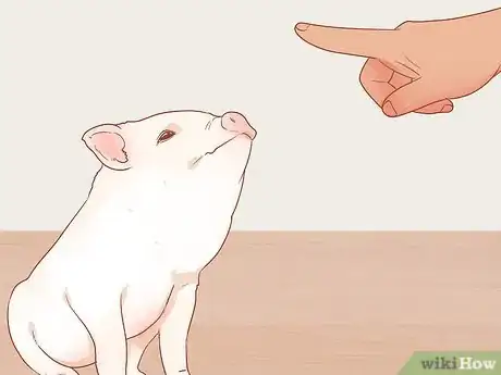 Imagen titulada Train a Pig Step 11