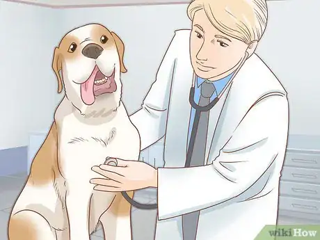 Imagen titulada Spot Rabies in a Dog Step 5