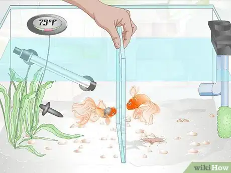Imagen titulada Care for a Fantail Goldfish Step 10