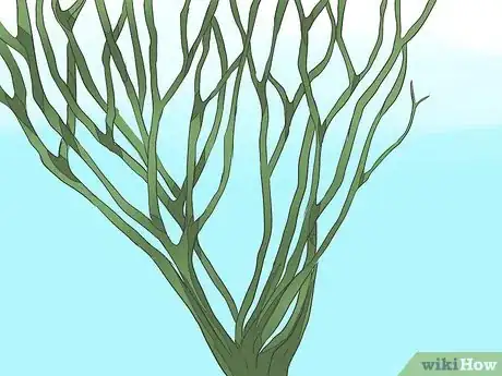 Imagen titulada Save a Dying Rose Bush Step 7