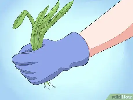 Imagen titulada Save a Dying Rose Bush Step 3