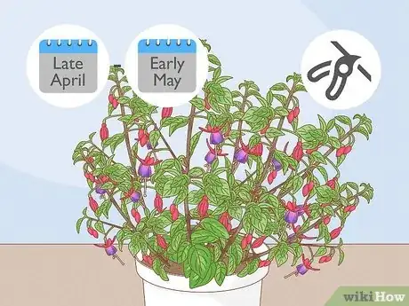 Imagen titulada Prune Fuschias Step 2