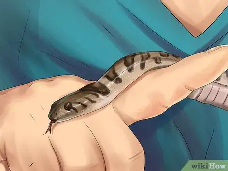 Imagen titulada Get a Pet Snake Step 17