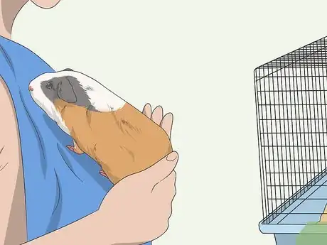 Imagen titulada Hold a Guinea Pig Step 14