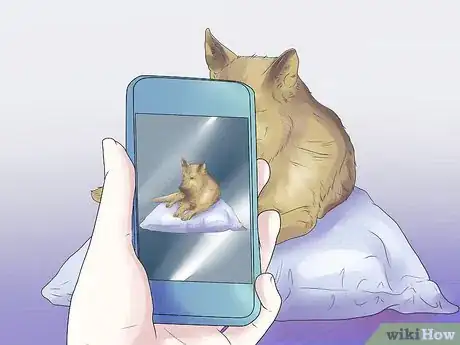 Imagen titulada Help Your Dog During a Seizure Step 6
