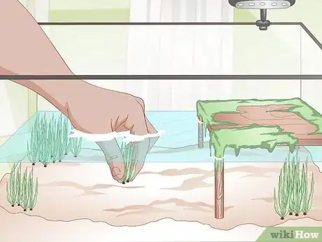 Imagen titulada Care for a Soft Shelled Turtle Step 5