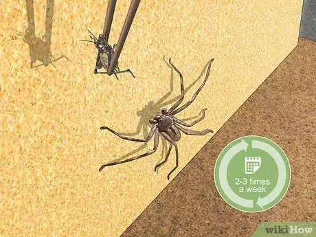 Imagen titulada Take Care of a Huntsman Spider Step 6
