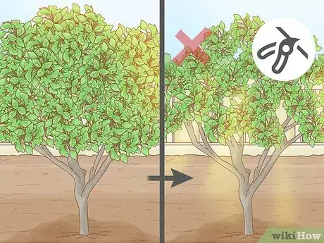Imagen titulada Prune a Lime Tree Step 10