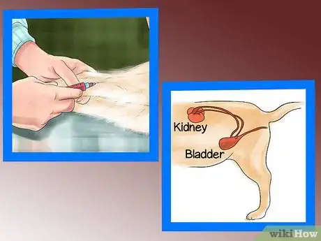 Imagen titulada Care for Ragdoll Cats Step 14