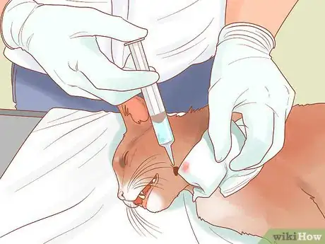 Imagen titulada Treat Fight Wounds on a Cat Step 12