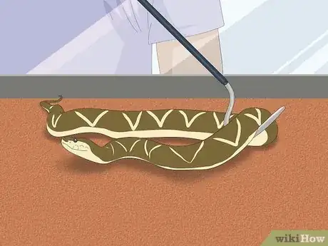 Imagen titulada Hold a Snake Step 8