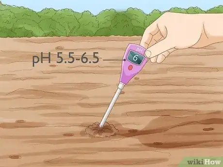 Imagen titulada Grow Strawberries Step 6