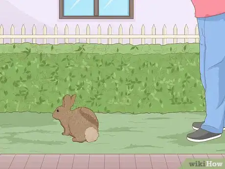 Imagen titulada Care for a New Pet Rabbit Step 15