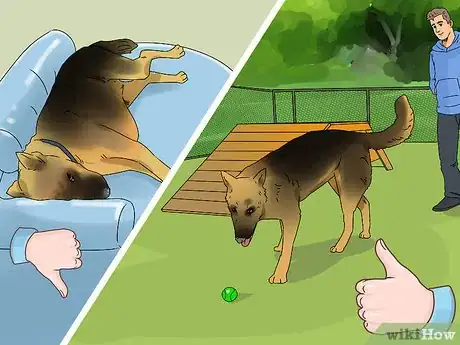 Imagen titulada Help a Dog in Heat Step 14