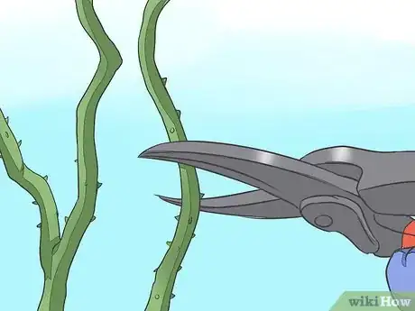Imagen titulada Save a Dying Rose Bush Step 6