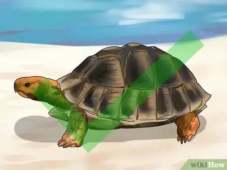 Imagen titulada Buy a Turtle Step 4