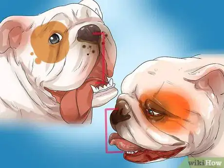 Imagen titulada Treat Respiratory Problems in Bulldogs Step 10